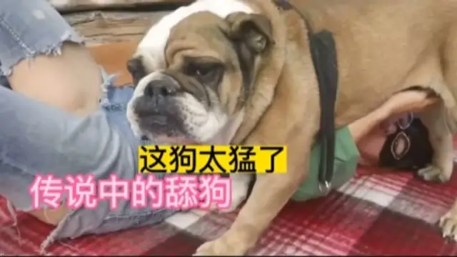 人獸，傳說中的舔狗，好白菜都讓狗拱了-變態