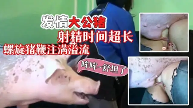 震驚人畜之歡發情大公豬螺旋豬鞭精液注滿騷逼-變態